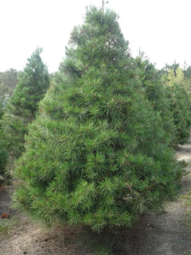 Virginia Pines.jpg